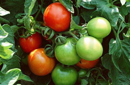 番茄小说吃瓜韩国,揭秘“吃瓜”背后的真实故事